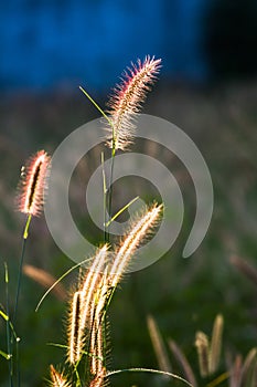 Portrait of Pennisetum pedicellatum Trin the sun and the breeze blowing through. Which as the background.