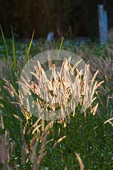 Portrait of Pennisetum pedicellatum Trin when sunlight and wind blows, which as the background.