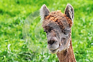 Portrait of pensive alpaca