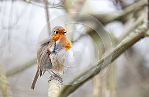 Portrait of a perched European Robin in spring