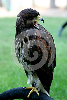 portrait of the perched hawk image chirping