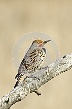 Portrait of perched northern flicker