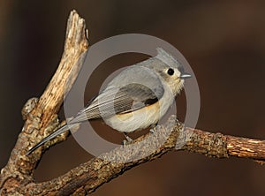 Portrait of perched tufted titmouse