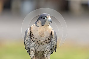 Portrait of a Peregrine Falcon