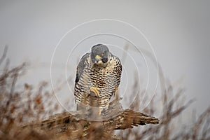 Portrait of a Peregrine Falcon in NJ