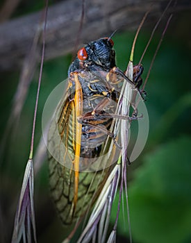 Portrait of a periodical cicada in nature