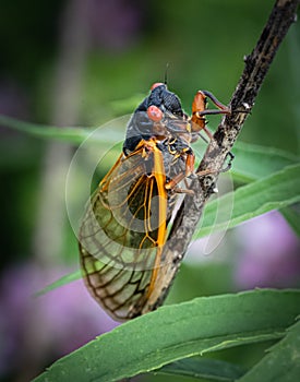 Portrait of a periodical cicada in nature