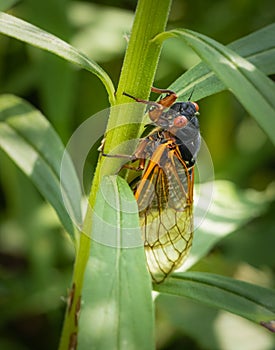 Portrait of a periodical cicada in nature