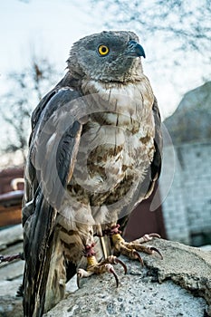 portrait of Pernis apivorus