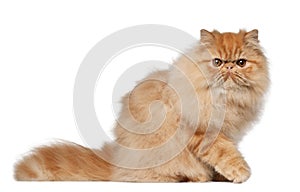 Portrait of Persian cat, 7 months old