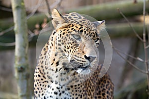 Portrait of Persian leopard