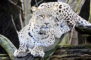 Portrait Persian leopard, Panthera pardus saxicolor sitting on a branch