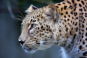 Portrait Persian leopard, Panthera pardus saxicolor sitting on a branch