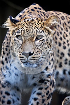 Portrait Persian leopard, Panthera pardus saxicolor sitting on a branch