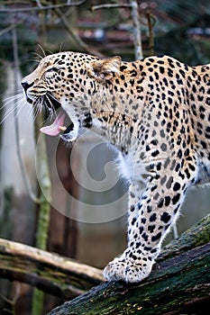 Portrait Persian leopard, Panthera pardus saxicolor sitting on a branch