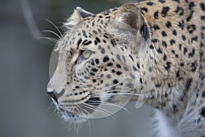 Portrait Persian leopard, Panthera pardus saxicolor sitting on a branch