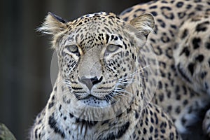 Portrait Persian leopard, Panthera pardus saxicolor sitting on a branch