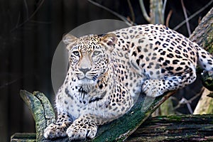 Portrait Persian leopard, Panthera pardus saxicolor sitting on a branch