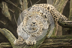 Portrait Persian leopard, Panthera pardus saxicolor sitting on a branch