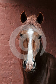 Portrait of Peruvian horse