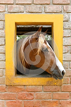 Portrait of Peruvian Horse