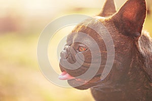 Portrait of a pet dog. French bulldog of tiger color on a background of green grass