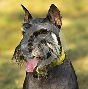 Portrait pet dog miniature schnauzer