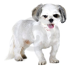 Portrait, pet and dog on a white background in studio for adoption, rescue animal and friendship. Domestic pets, mockup