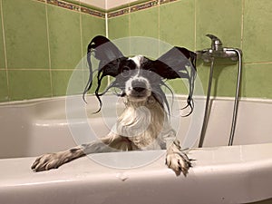 Portrait of a pet. Funny photo of a wet papillon puppy in the bathroom.