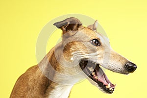 Portrait Of Pet Greyhound