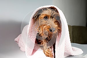 Portrait of a pet yorkshire terrier in the process of bridling and washing with foam