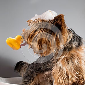 Portrait of a pet yorkshire terrier in the process of bridling and washing with foam