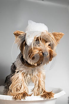 Portrait of a pet yorkshire terrier in the process of bridling and washing with foam