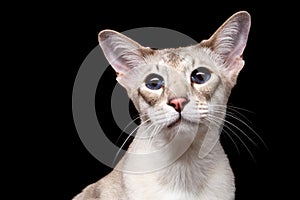 Portrait of Peterbald Sphynx Cat Curiosity Looks on Isolated Black background