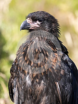 Portrait of Phalcoboenus australis, Striated caracara, Sounders Island, Falkland Islands-Malvinas