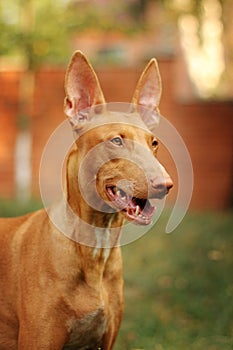Portrait of a Pharaoh's dog