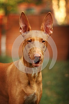 Portrait of a Pharaoh's dog