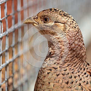 Portrait of a pheasant in the park