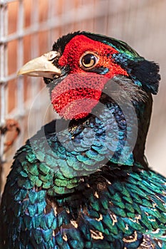 Portrait of a pheasant in the park