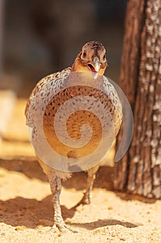 Portrait of a pheasant in the park