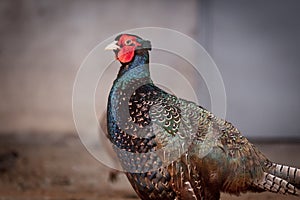 Portrait of a pheasant in the park