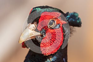 Portrait of a pheasant in the park