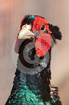 Portrait of a pheasant in the park