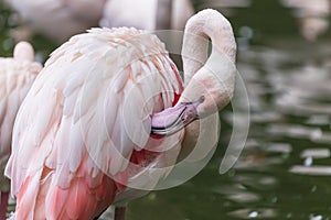 Portrait of Phoenicopteridae - Greater Flamingo
