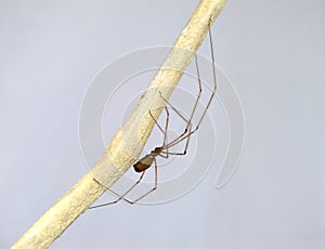 Portrait of Pholcus phalangioides closeup from lateral