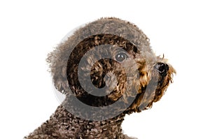 Portrait photo of an adorable black toy Poodle dog on white background