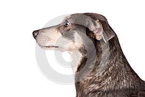 Portrait photo of an adorable mongrel dog isolated on white