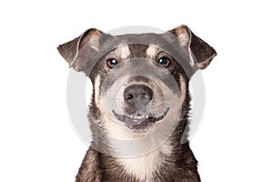 Portrait photo of an adorable mongrel dog isolated on white