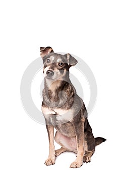 Portrait photo of an adorable mongrel dog isolated on white