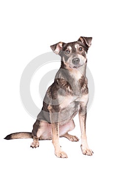 Portrait photo of an adorable mongrel dog isolated on white